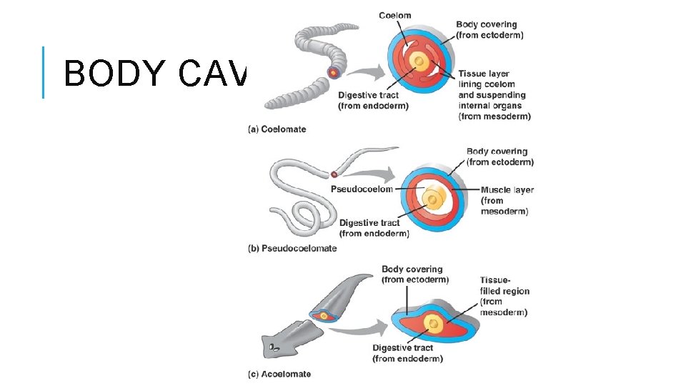 BODY CAVITIES 