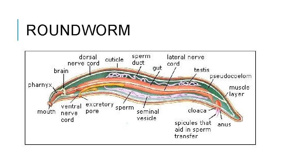 ROUNDWORM 
