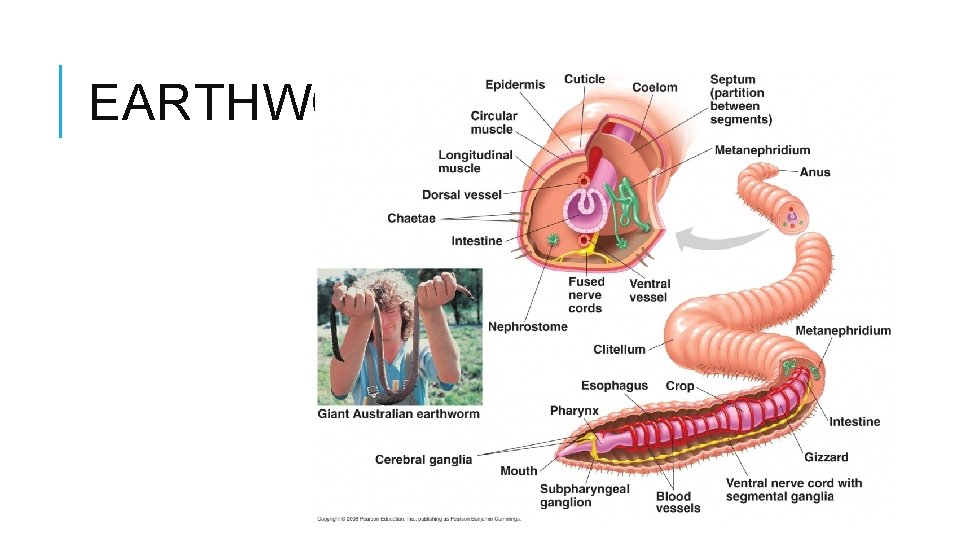 EARTHWORM 