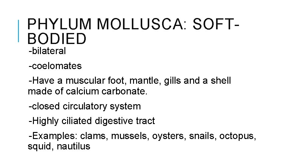 PHYLUM MOLLUSCA: SOFTBODIED -bilateral -coelomates -Have a muscular foot, mantle, gills and a shell