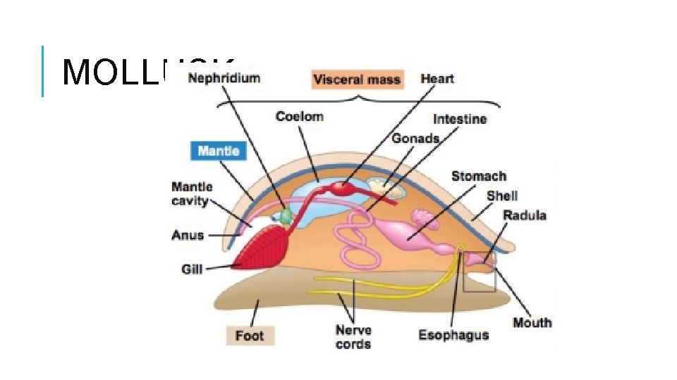 MOLLUSK 