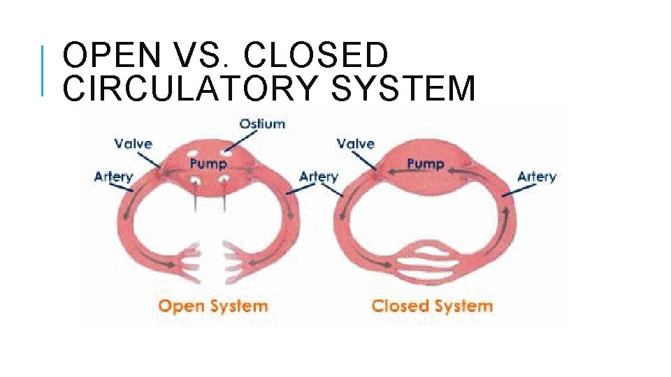 OPEN VS. CLOSED CIRCULATORY SYSTEM 