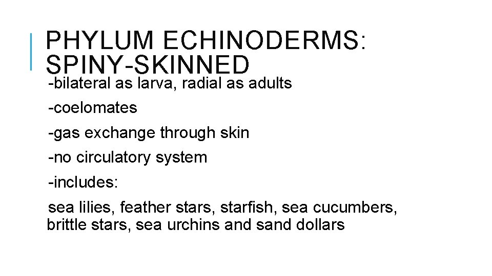 PHYLUM ECHINODERMS: SPINY-SKINNED -bilateral as larva, radial as adults -coelomates -gas exchange through skin