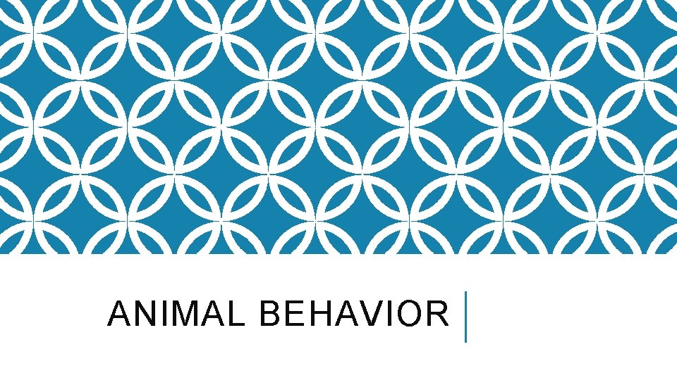 ANIMAL BEHAVIOR 