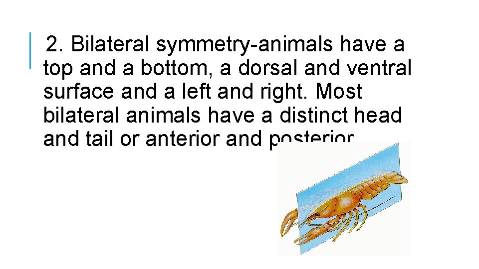 2. Bilateral symmetry-animals have a top and a bottom, a dorsal and ventral surface