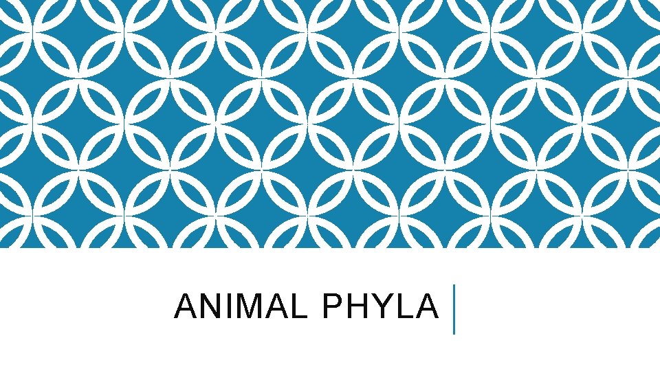 ANIMAL PHYLA 