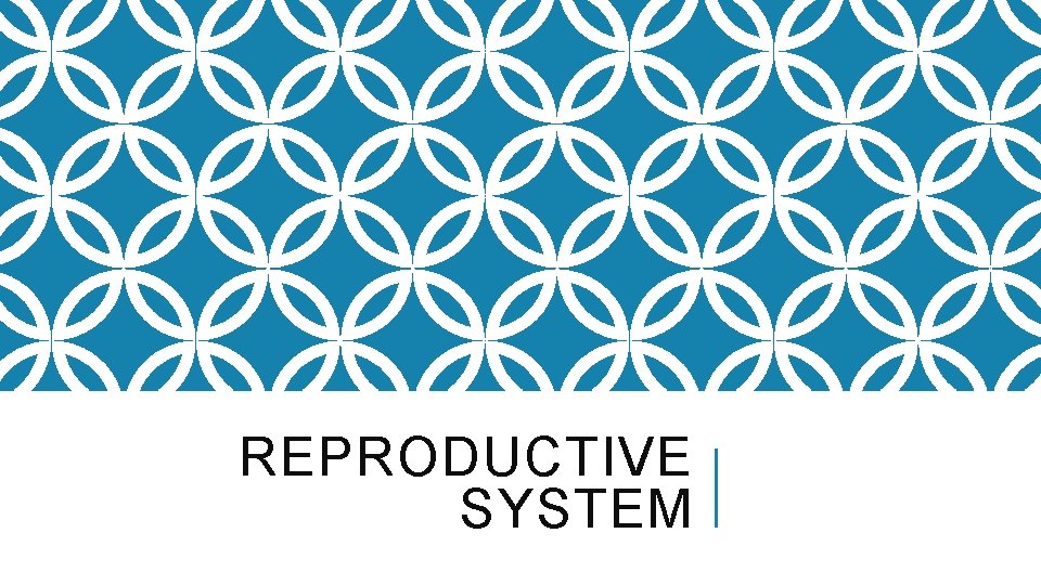 REPRODUCTIVE SYSTEM 