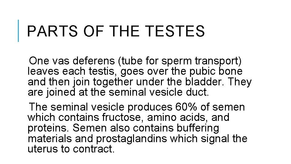 PARTS OF THE TESTES One vas deferens (tube for sperm transport) leaves each testis,
