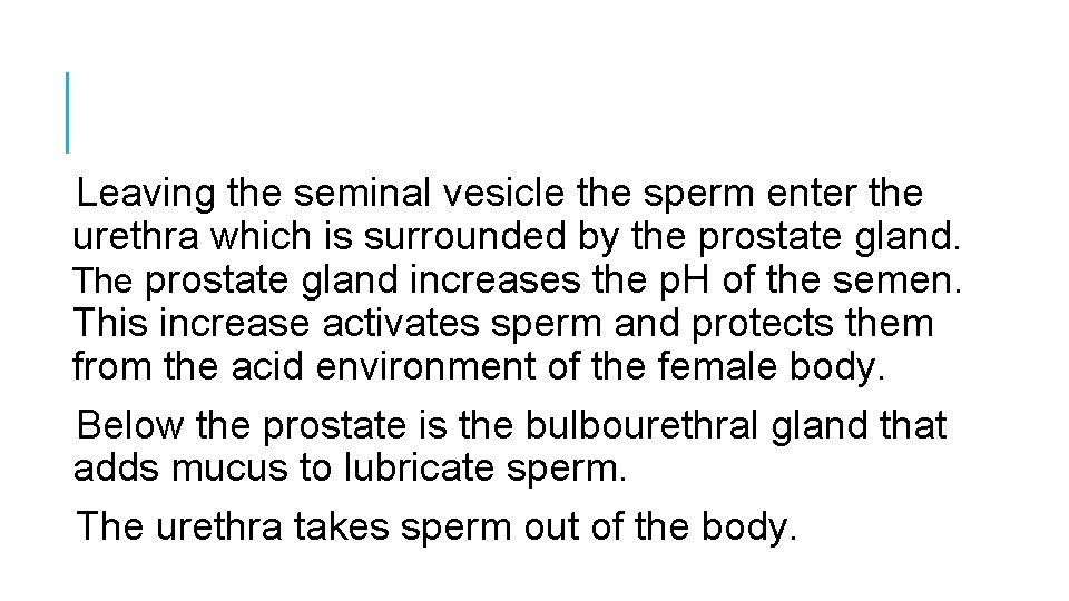 Leaving the seminal vesicle the sperm enter the urethra which is surrounded by the