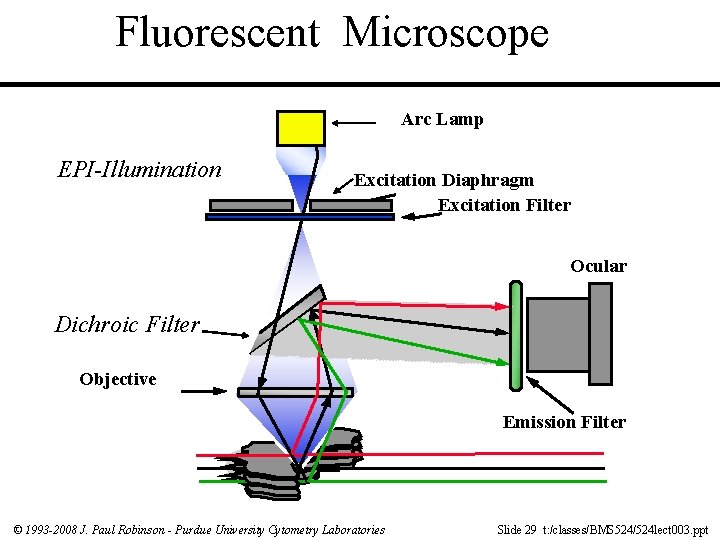 Fluorescent Microscope Arc Lamp EPI-Illumination Excitation Diaphragm Excitation Filter Ocular Dichroic Filter Objective Emission