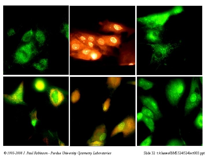 © 1993 -2008 J. Paul Robinson - Purdue University Cytometry Laboratories Slide 32 t: