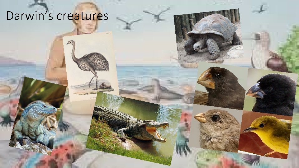 Darwin’s creatures 
