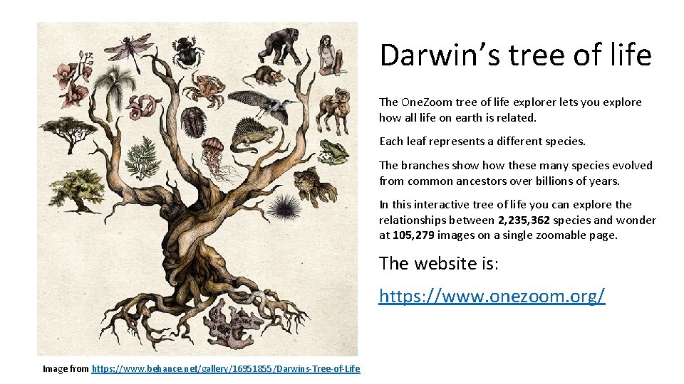 Darwin’s tree of life The One. Zoom tree of life explorer lets you explore