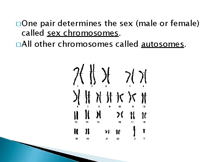 � One pair determines the sex (male or female) called sex chromosomes. � All