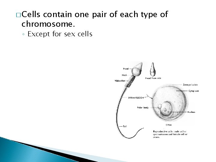 � Cells contain one pair of each type of chromosome. ◦ Except for sex