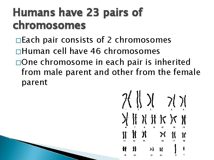 Humans have 23 pairs of chromosomes �Each pair consists of 2 chromosomes �Human cell
