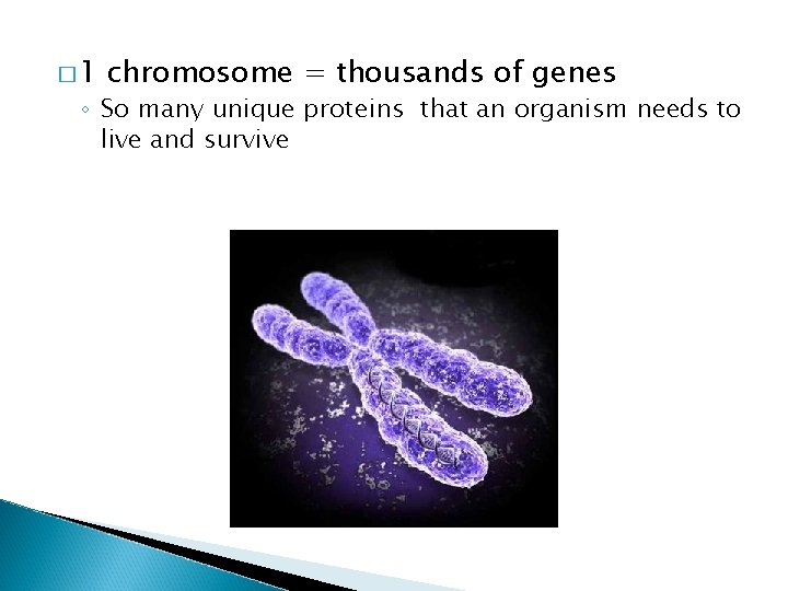� 1 chromosome = thousands of genes ◦ So many unique proteins that an