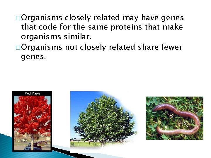 � Organisms closely related may have genes that code for the same proteins that