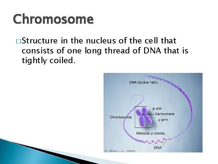 Chromosome � Structure in the nucleus of the cell that consists of one long