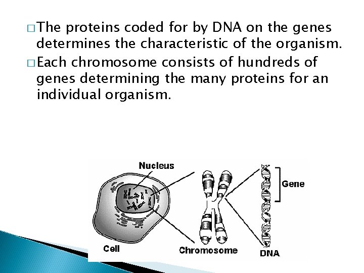 � The proteins coded for by DNA on the genes determines the characteristic of