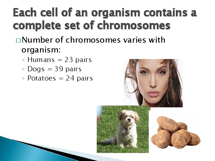Each cell of an organism contains a complete set of chromosomes � Number of