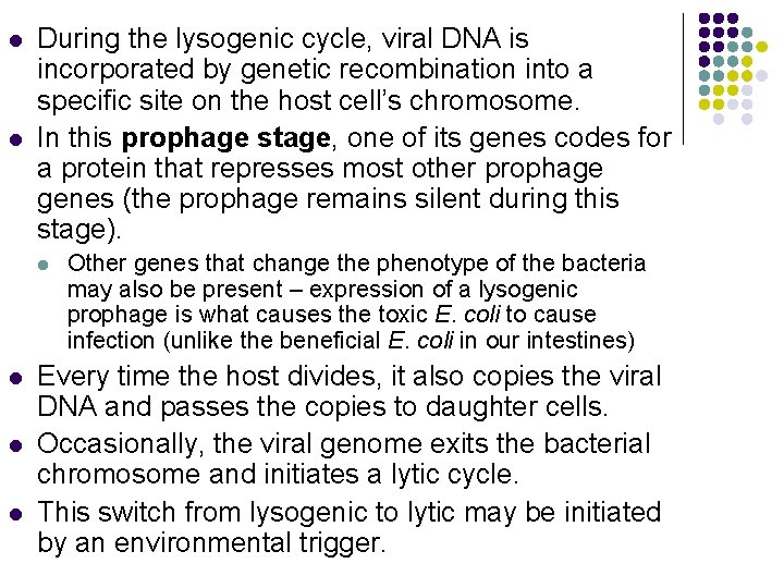 l l During the lysogenic cycle, viral DNA is incorporated by genetic recombination into