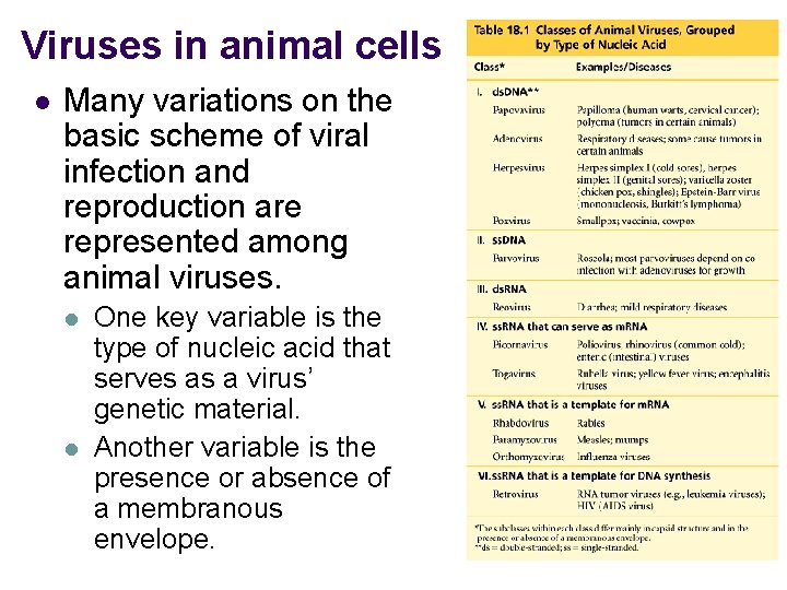 Viruses in animal cells l Many variations on the basic scheme of viral infection