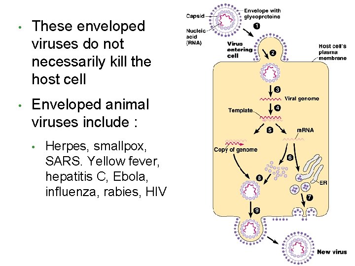  • These enveloped viruses do not necessarily kill the host cell • Enveloped
