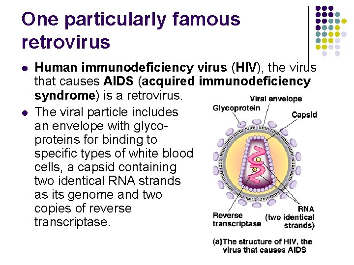 One particularly famous retrovirus l l Human immunodeficiency virus (HIV), the virus that causes