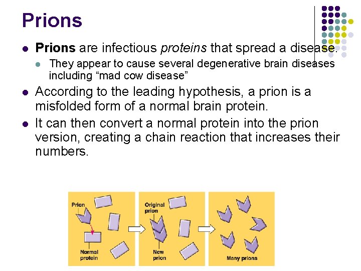 Prions l Prions are infectious proteins that spread a disease. l l l They