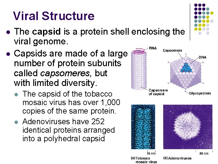 Viral Structure l l The capsid is a protein shell enclosing the viral genome.