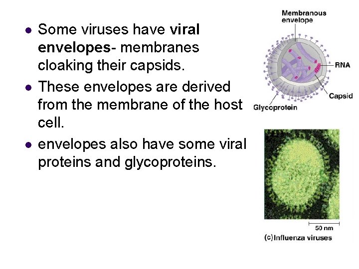 l l l Some viruses have viral envelopes- membranes cloaking their capsids. These envelopes