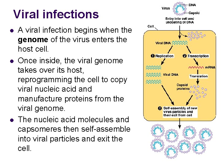 Viral infections l l l A viral infection begins when the genome of the