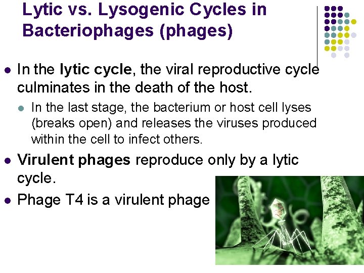 Lytic vs. Lysogenic Cycles in Bacteriophages (phages) l In the lytic cycle, the viral