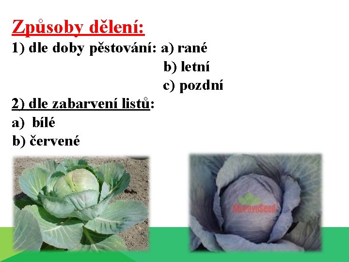 Způsoby dělení: 1) dle doby pěstování: a) rané b) letní c) pozdní 2) dle