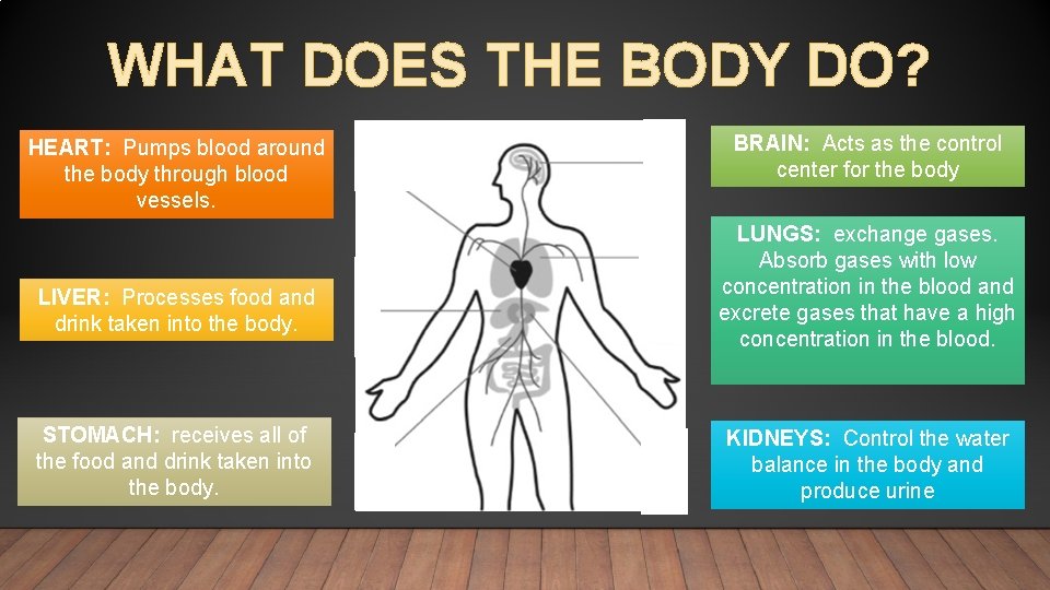 WHAT DOES THE BODY DO? HEART: Pumps blood around the body through blood vessels.