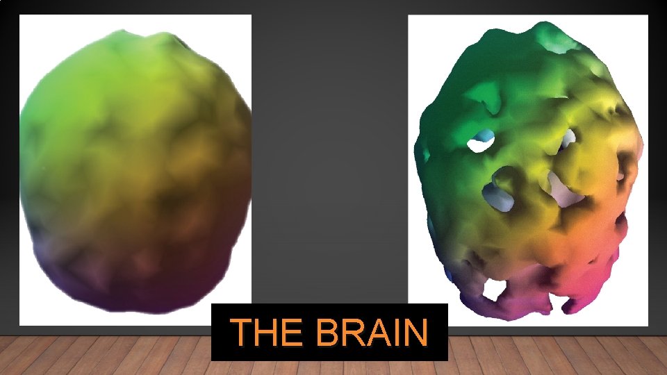 THE BRAIN 