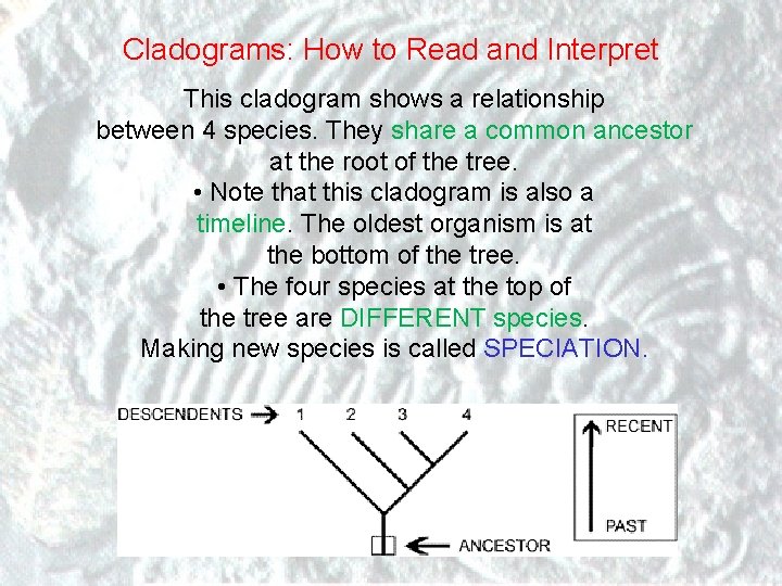 Cladograms: How to Read and Interpret This cladogram shows a relationship between 4 species.
