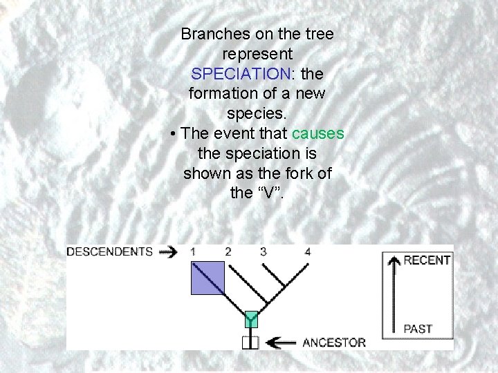 Branches on the tree represent SPECIATION: the formation of a new species. • The