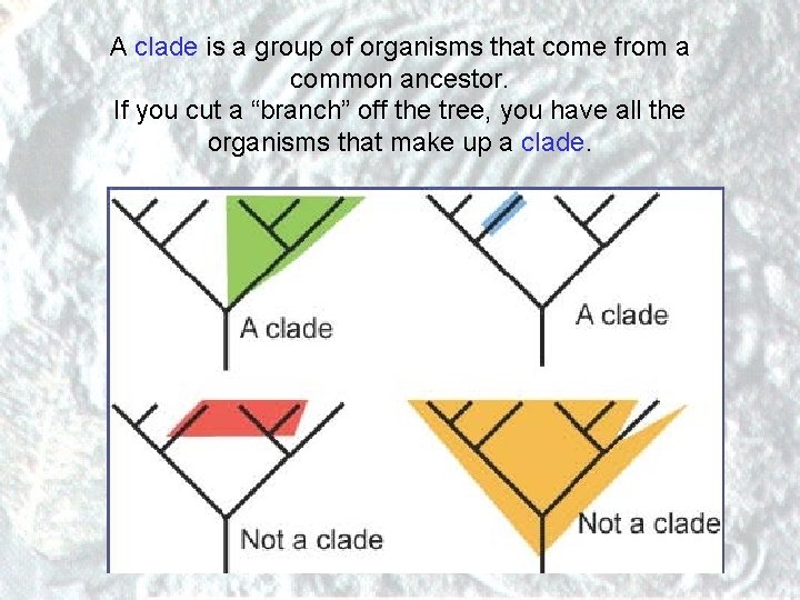 A clade is a group of organisms that come from a common ancestor. If