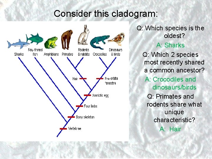 Consider this cladogram: Q: Which species is the oldest? A: Sharks Q: Which 2