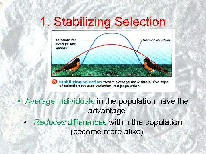 1. Stabilizing Selection • Average individuals in the population have the advantage • Reduces