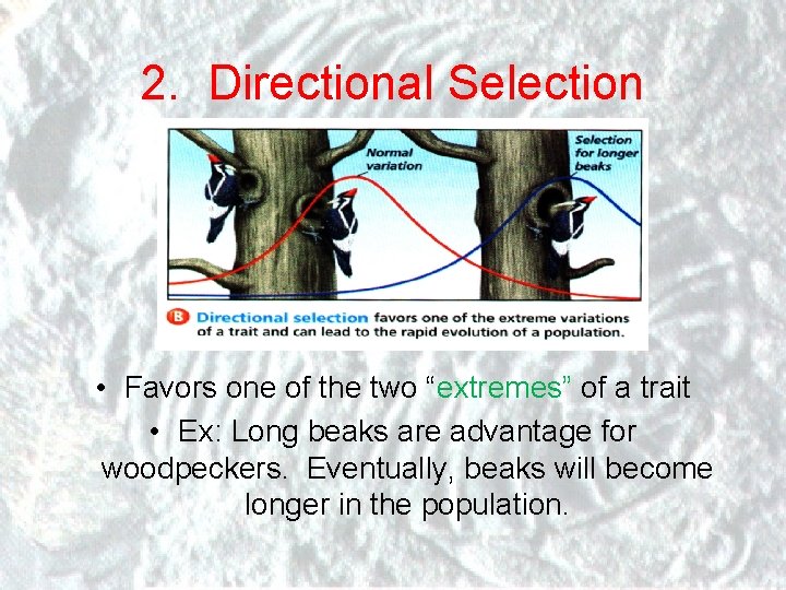 2. Directional Selection • Favors one of the two “extremes” of a trait •