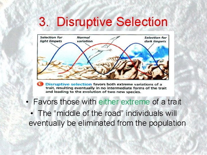 3. Disruptive Selection • Favors those with either extreme of a trait • The