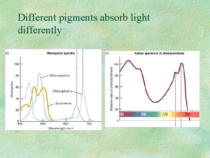 Different pigments absorb light differently 