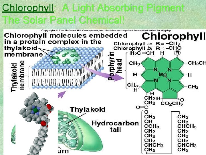 Chlorophyll: A Light Absorbing Pigment The Solar Panel Chemical! 