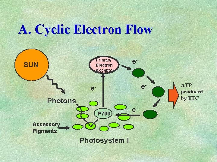A. Cyclic Electron Flow Primary Electron Acceptor SUN ee- e. Photons P 700 Accessory