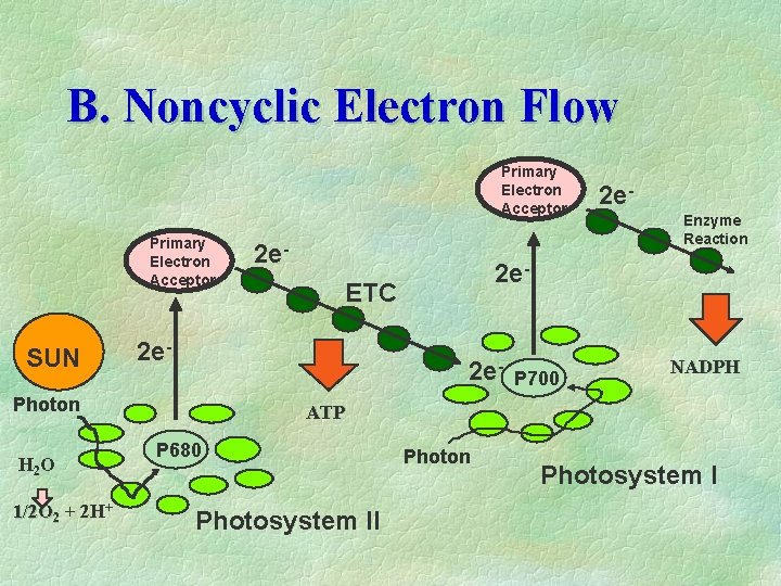 B. Noncyclic Electron Flow Primary Electron Acceptor SUN 1/2 O 2 + 2 H+