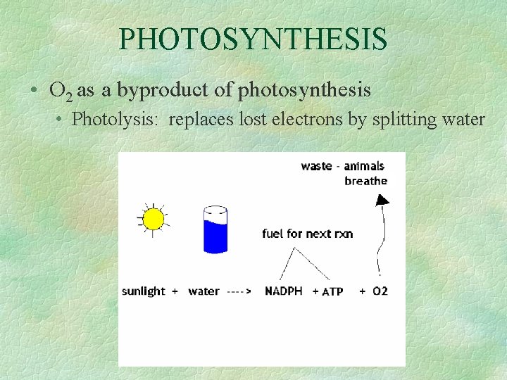 PHOTOSYNTHESIS • O 2 as a byproduct of photosynthesis • Photolysis: replaces lost electrons