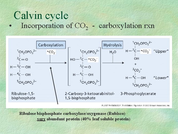 • Calvin cycle Incorporation of CO 2 - carboxylation rxn Ribulose bisphosphate carboxylase/oxygenase
